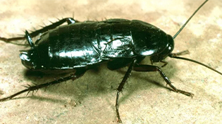 hamam-bocegi-bg-1 https://wolvesbocekilaclama.com/wp-content/uploads/2025/11/hamam-bocegi-bg-1-1.jpg