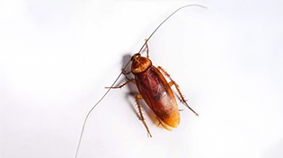 kalorifer-bocegi-ilaclama-1 https://wolvesbocekilaclama.com/wp-content/uploads/2025/11/kalorifer-bocegi-ilaclama-1.jpg