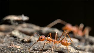 karinca-ilaclama-bg-1 https://wolvesbocekilaclama.com/wp-content/uploads/2025/11/karinca-ilaclama-bg-1.jpg