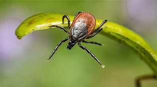 kene-ilaclama-bg-1 https://wolvesbocekilaclama.com/wp-content/uploads/2025/11/kene-ilaclama-bg-1.jpg