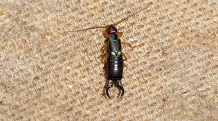 kulaga-gacan-bg-1 https://wolvesbocekilaclama.com/wp-content/uploads/2025/11/kulaga-gacan-bg-1.jpg