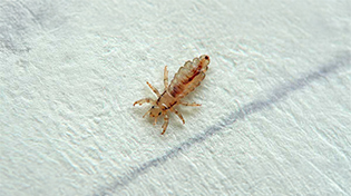 kus-biti-ilaclama-bg https://wolvesbocekilaclama.com/wp-content/uploads/2025/11/kus-biti-ilaclama-bg.jpg