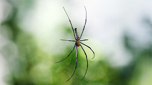 orumcek-ilaclama-bg-1 https://wolvesbocekilaclama.com/wp-content/uploads/2025/11/orumcek-ilaclama-bg-1.jpg