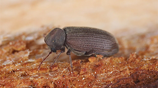 tahta-kurdu-ilaclama-bg-1 https://wolvesbocekilaclama.com/wp-content/uploads/2025/11/tahta-kurdu-ilaclama-bg-1.jpg