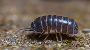 tesbih-bocegi-ilaclama-1 https://wolvesbocekilaclama.com/wp-content/uploads/2025/11/tesbih-bocegi-ilaclama-1.jpg