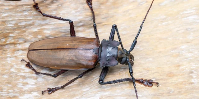 hamam böceği neden çoğalır
