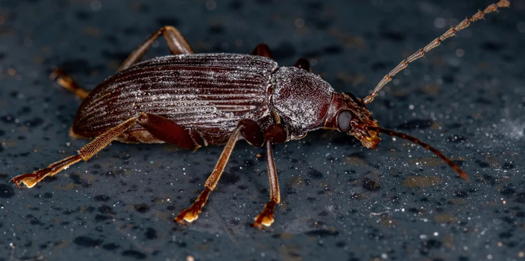 hamam-bocegi-neden-cogalir hamam böceği neden çoğalır