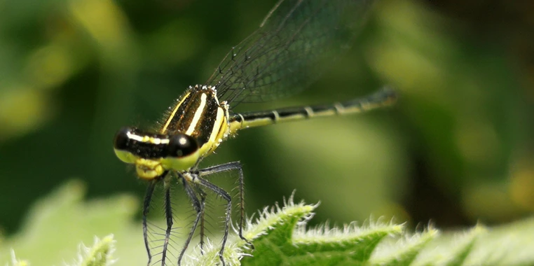 evde-hasere-neden-olur-1 evde haşere neden olur