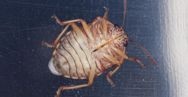 evde-tahta-kurusu-neden-olur-1 evde tahta kurusu neden olur