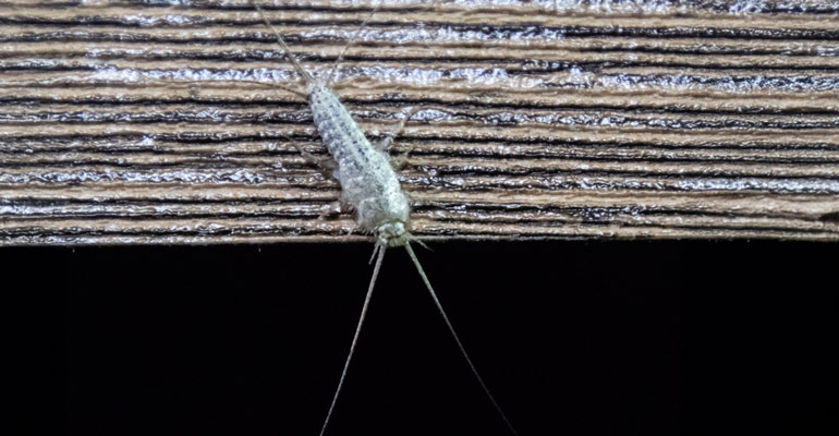 gumus-bocegi-nasil-yok-edilir Gümüş Böceği Nasıl Yok Edilir