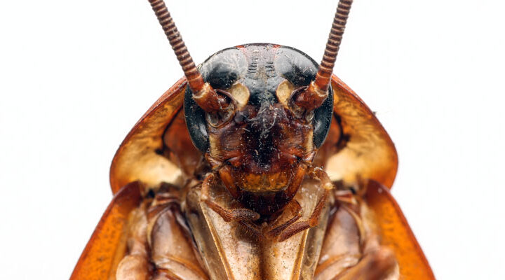 Hamam Böceği Yumurtası Nasıl Yok Edilir? hamam böceği ilaçlama