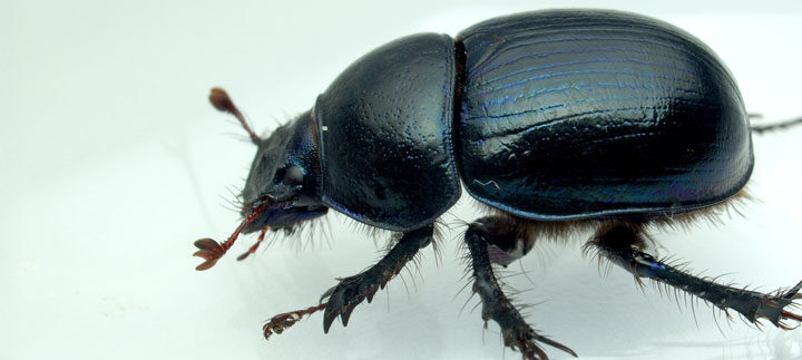 Hamam Böceği Neye Gelir? Hamam Böceği Neye Gelir