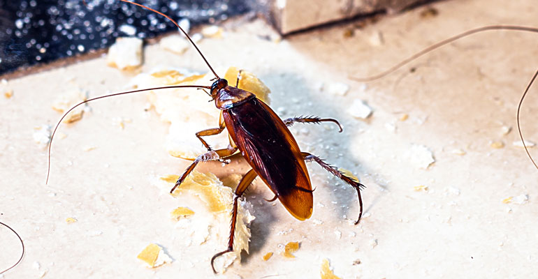 hamam-bocegi-neye-gelir Hamam Böceği Neye Gelir