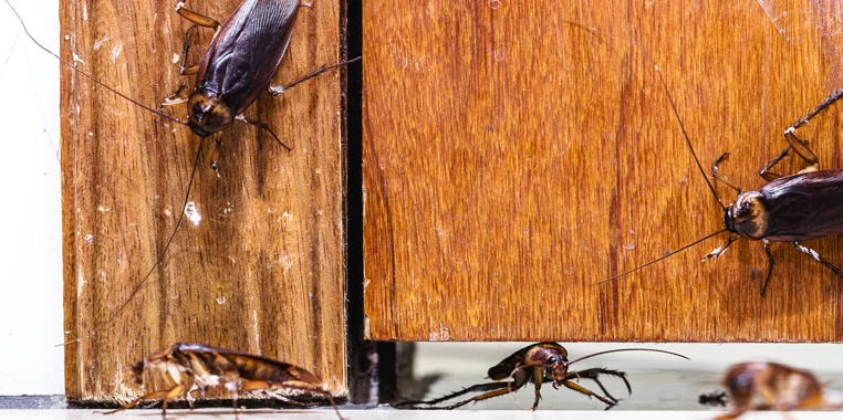 hamam-bocegi-zararli-midir-1 hamam böceği zararlı mıdır