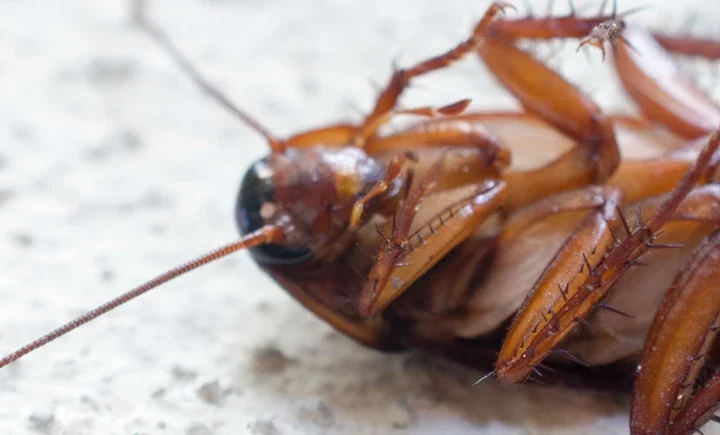 Hamam Böcekleri Zararlı Mıdır? hamam böceği zararlı mıdır