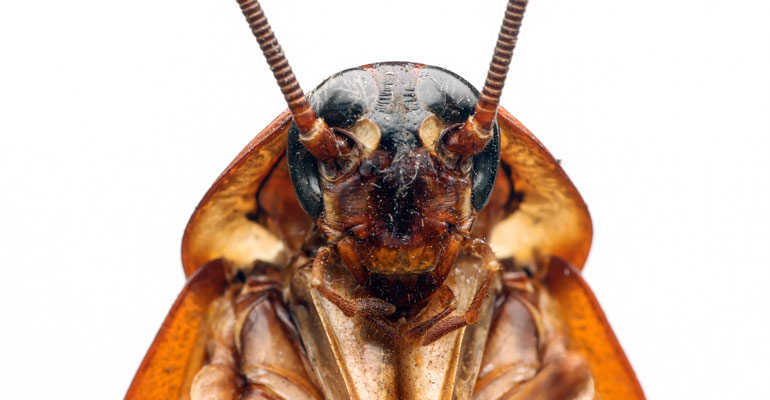 hamam-bocegi hamam böceği ilaçlama