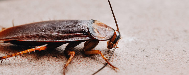 Kalorifer Böceği Nasıl Yok Edilir? Kalorifer Böceği Nasıl Yok Edilir