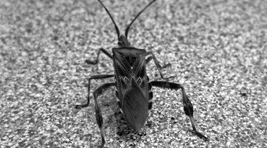 karafatma-bocegi-nasil-yok-edilir-1 karafatma böceği nasıl yok edilir