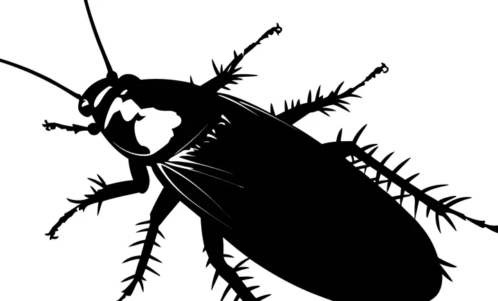 Karafatma Böceği Nasıl Yok Edilir? karafatma böceği nasıl yok edilir