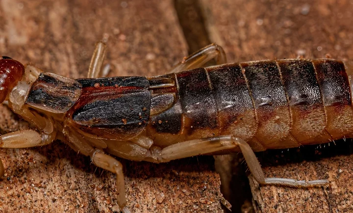 Kulağakaçan Böceği Isırması kulağakaçan böceği ısırması