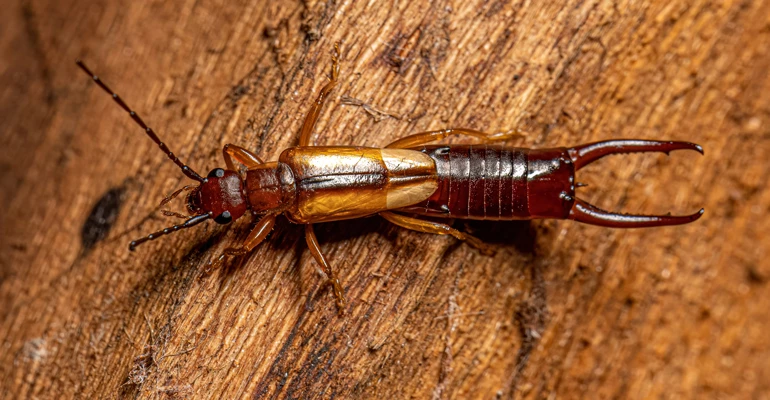 kulagakacan-bocegi-isirmasi kulağakaçan böceği ısırması