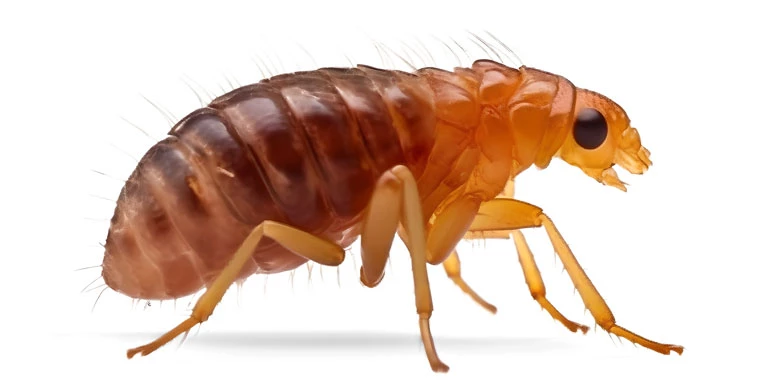 pire-nasil-oldurulur pire nasıl öldürülür