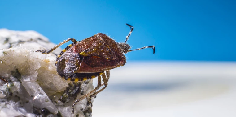 tahta-kurusu-3 tahta-kurusu-3