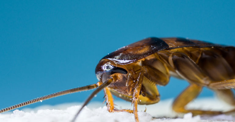 tahta-kurusu-zararlari Tahta Kurusu Zararları