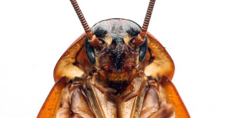 alman-hamam-bocegi-1 Alman hamam böceği