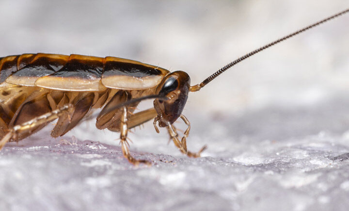 Alman Hamam Böceği Alman hamam böceği