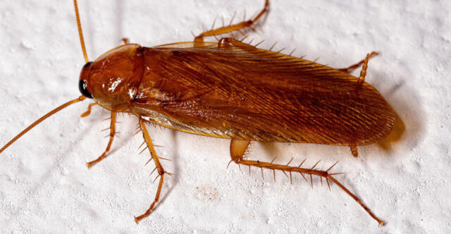 alman hamam böceği