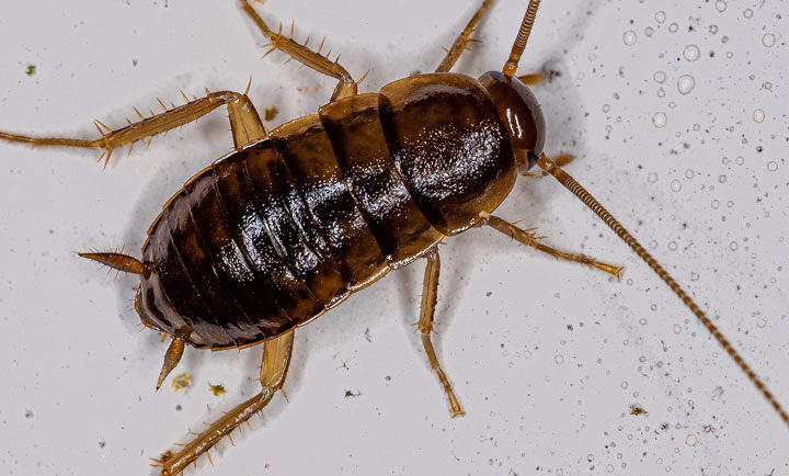 Amerikan Hamam Böceği Amerikan Hamam Böceği