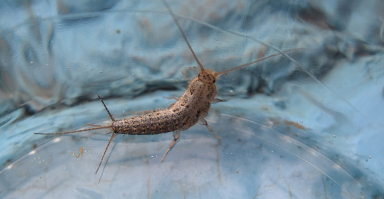 gumus-bocegi-neden-olur Gümüş böceği neden olur