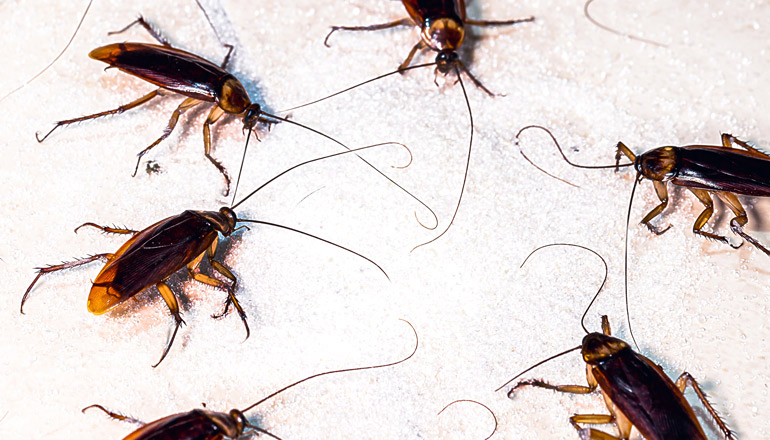 hamam-bocegi-turleri-1 Hamam böceği türleri