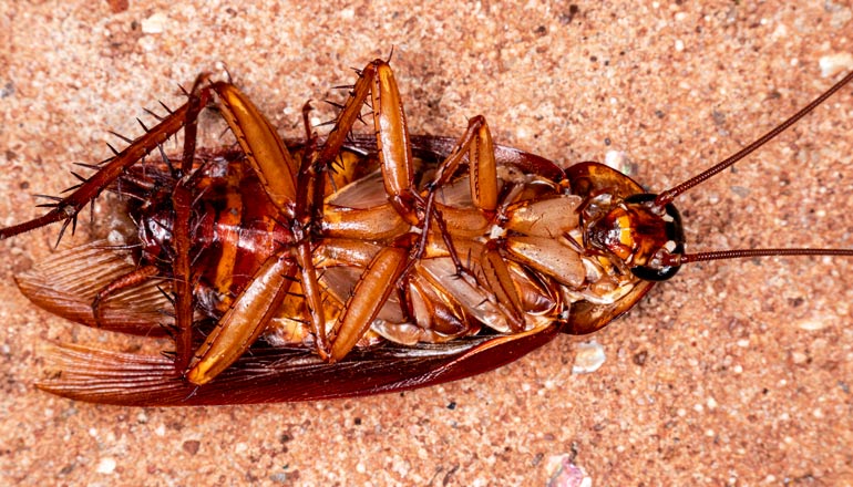 kahverengi-cizgili-hamam-bocegi-1 Kahverengi çizgili hamam böceği