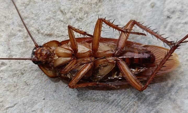 Kahverengi Çizgili Hamam Böceği Kahverengi çizgili hamam böceği