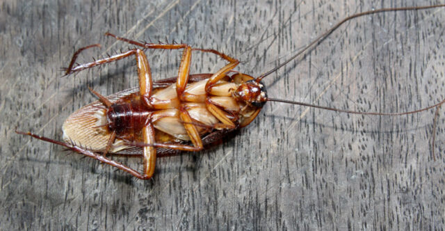 Kahverengi hamam böceği