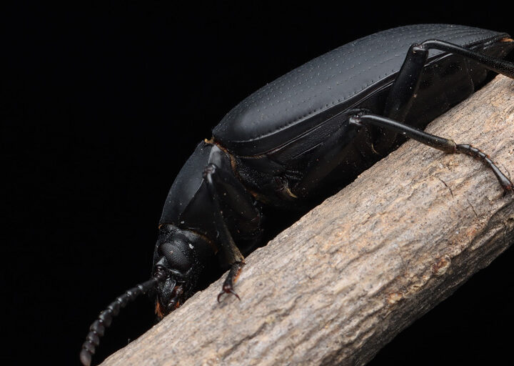 Karafatma Neye Gelmez? karafatma neye gelmez