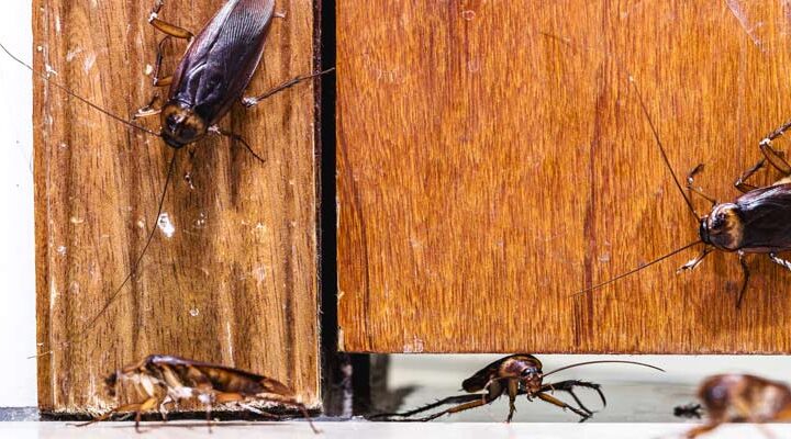 Karafatma Böceği Neden Olur? karafatma böceği neden olur