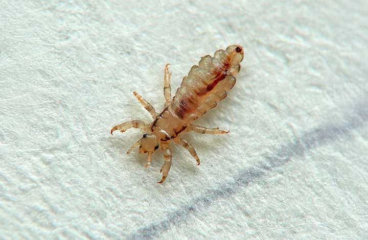 Kuş Biti Evden Nasıl Temizlenir? Kuş biti evden nasıl temizlenir