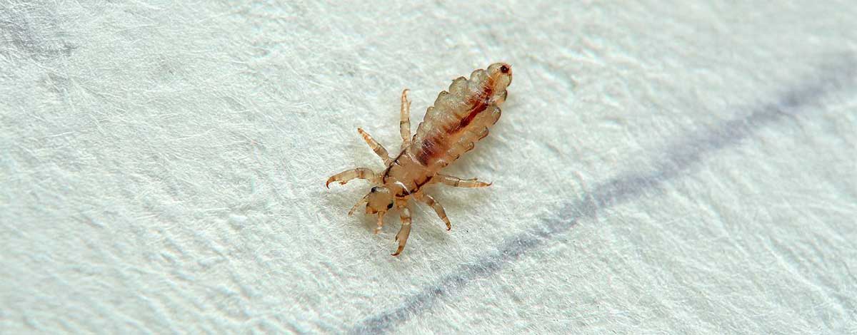 kus-biti-evden-nasil-temizlenir Kuş biti evden nasıl temizlenir