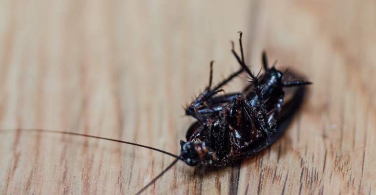 oryantel-hamam-bocegi-1 Oryantal Hamam Böceği