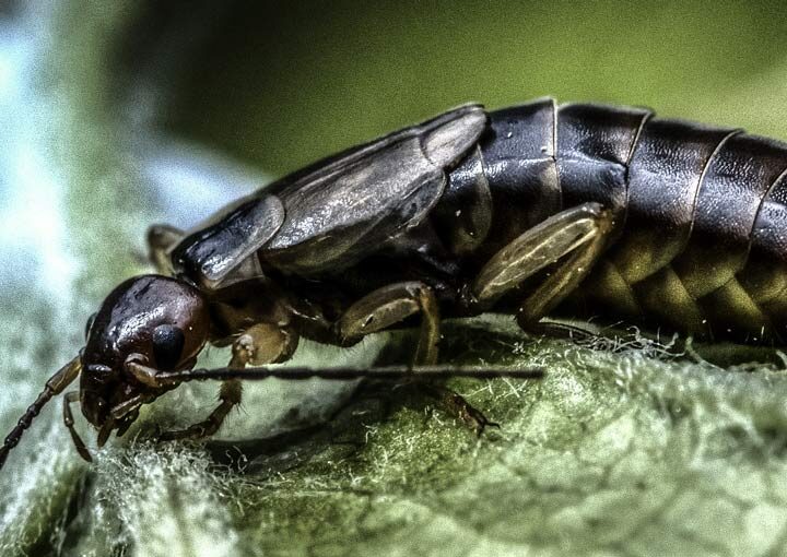 Oryantal Hamam Böceği Oryantal Hamam Böceği