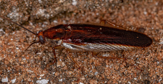 şark oryantel hamam böceği
