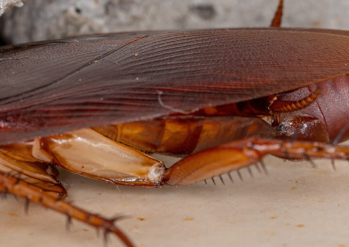 Alman Hamam Böceği Nasıl Yok Edilir? alman hamam böceği nasıl yok edilir