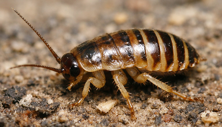 alman-hamam-bocegi-yavrusu alman hamam böceği yavrusu