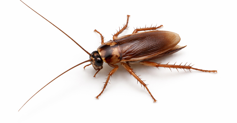 evdeki-hamam-bocegi-nasil-yok-edilir evdeki hamam böceği nasıl yok edilir