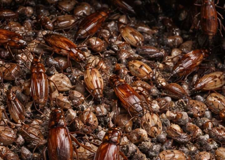 Evdeki Hamam Böceği Yuvası Nasıl Bulunur? evdeki hamma böceği yuvası nasıl bulunur