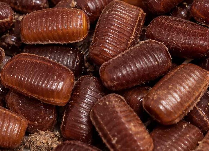 Hamam Böceği Yumurtası hamam böceği yumurtası