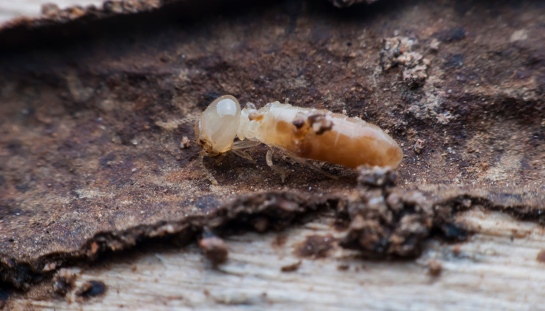 tahta-kurusu-yumurtasi-1 tahta kurusu yumurtası